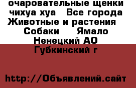 очаровательные щенки чихуа-хуа - Все города Животные и растения » Собаки   . Ямало-Ненецкий АО,Губкинский г.